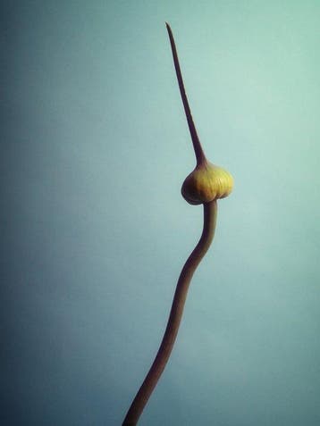 Ursula van de Bunte - Garlic