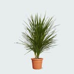 Green Bubble - Cordyline Indivisa multistam - 200cm - Ø45 cm, Ophalen of Verzenden