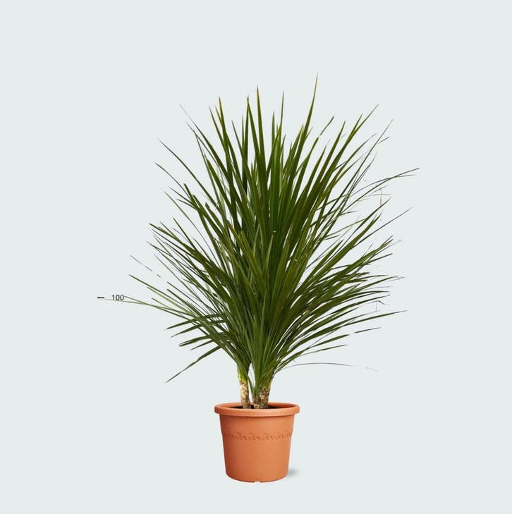 Green Bubble - Cordyline Indivisa multistam - 200cm - Ø45 cm, Tuin en Terras, Planten | Tuinplanten, Ophalen of Verzenden