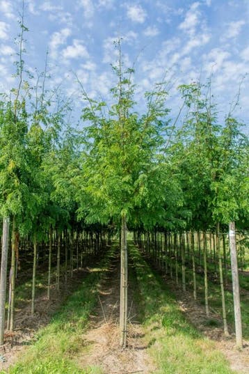 Gleditsia triacanthos Sunburst hoogstam 10/12