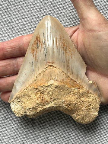 Megalodon tand 12,2 cm - Fossiele tand - Carcharocles