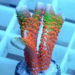 Montipora Samarensis (Bubblegum) Rood / Groen Frag (Ong. 2-3, Ophalen of Verzenden, Nieuw