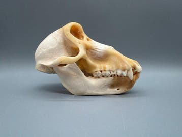Aap Schedel - Papio Ursinus - 11 cm - 11 cm - 18 cm- CITES, Nieuw
