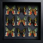 Vlinder Taxidermie volledige montage - Urania ripheus - 25, Nieuw