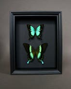 Vlinder Taxidermie volledige montage - Papilio blumei x