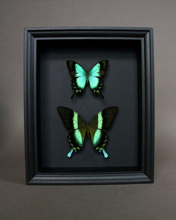 Vlinder Taxidermie volledige montage - Papilio blumei x