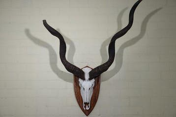 Greater Kudu Schedel - Tragelaphus strepsiceros - 50 cm -, Nieuw
