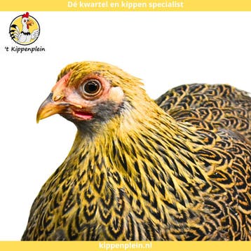 Tamme, Rustige Wyandotte Kriel te koop!, Meerdere dieren, Kip