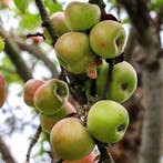 Malus domestica ‘Notarisappel’ + pot 23cm, Verzenden, Volle zon