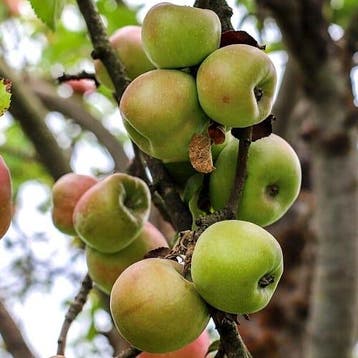 Malus domestica ‘Notarisappel’ + pot 23cm, Verzenden, Volle zon