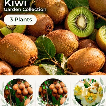 Kiwi Tuincollectie – 3 Planten, Verzenden