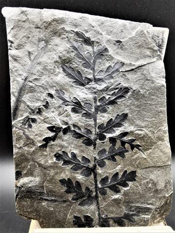 Varen - Gefossiliseerde plant - Mariopteris acuta Brongniart