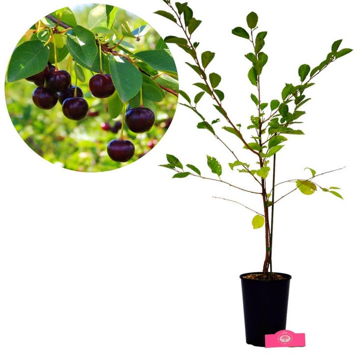 Kersenstruik Athos, Tuin en Terras, Planten | Fruitbomen, Volle zon, Verzenden