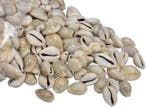 Cypraea Annulus schelpen Grijs 35 gram, Ophalen of Verzenden, Nieuw