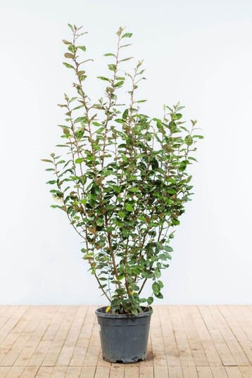 Olijfwilg Elaeagnus Ebbingei 150-175 cm - Pot