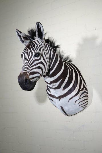 Zebra Head Taxidermie wandmontage - Equus quagga----- NO, Nieuw