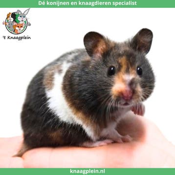 Lieve handtamme Goudhamsters / Syrische hamsters !, Meerdere dieren, Hamster, Tam