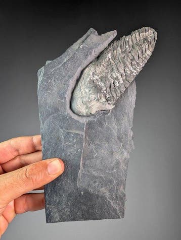 Neseuretus tristani Trilobite op Matrix - Gefossiliseerd