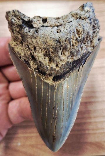 Megalodon - Fossiele tand - 9.4 cm - 7.5 cm
