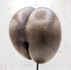 Coco de mer Taxidermie volledige montage - Lodoicea, Antiek en Kunst, Curiosa en Brocante