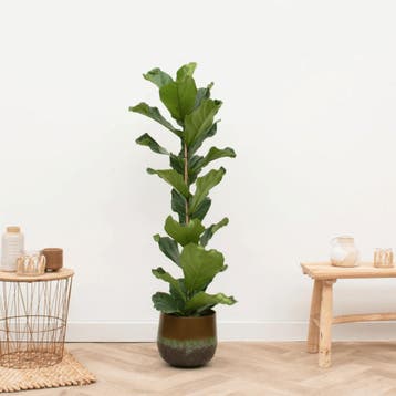 Green Bubble - Ficus Lyrata struik - 80cm - Ø17 cm, Ophalen of Verzenden