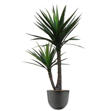 Yucca kunstplant, H175cm, Ophalen of Verzenden, Overige soorten, 150 tot 200 cm
