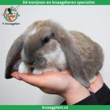 Tamme Franse Hangoren te koop! Gevaccineerd en Gecastreerd., Dieren en Toebehoren, Konijnen, Meerdere dieren, Groot, Hangoor, 0 tot 2 jaar