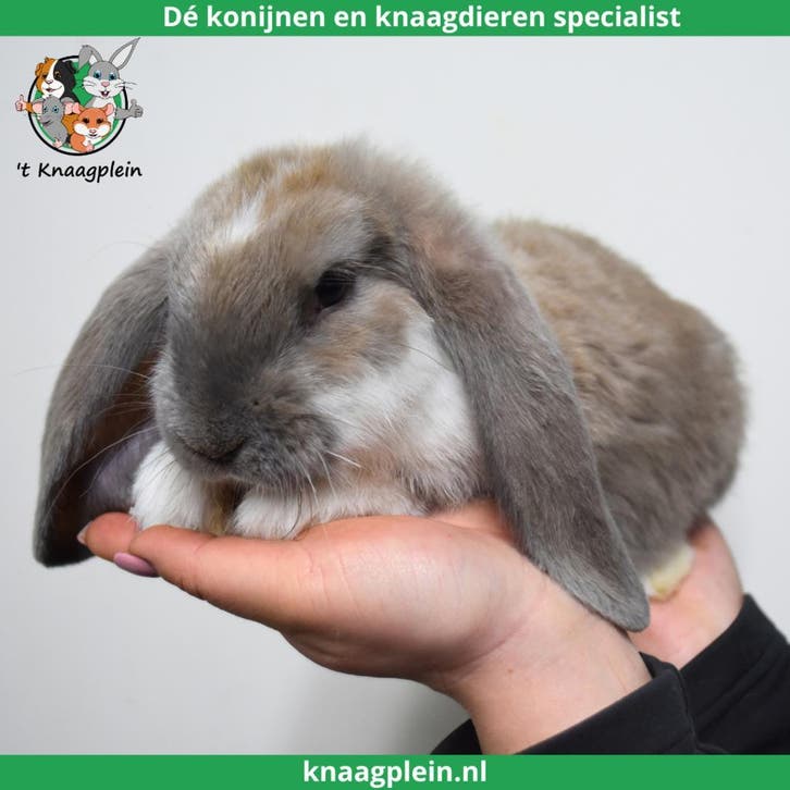 Tamme Franse Hangoren te koop! Gevaccineerd en Gecastreerd., Dieren en Toebehoren, Konijnen, Groot, Meerdere dieren, 0 tot 2 jaar