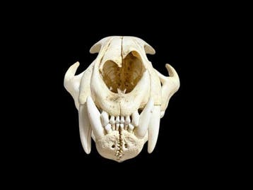 Poema Taxidermie volledige montage - Puma concolor - with, Nieuw