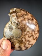 Ammoniet – Gesplitst paar - Gefossiliseerde schelp -