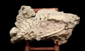 Gedeeltelijk skelet - Gefossiliseerd dier - Psittacosaurus -