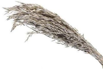 Oat Grass verwant aan Haver droogbloemen Platinum 100 gram, Huis en Inrichting, Ophalen of Verzenden, Nieuw