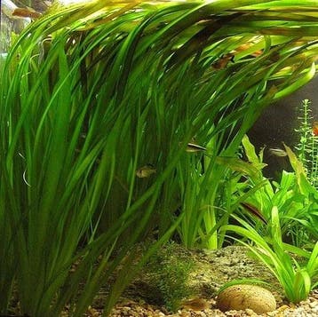 Aquariumplant - Vallisneria Spiralis bos (Aquariumplanten), Dieren en Toebehoren, Vissen | Aquaria en Toebehoren, Verzenden, Nieuw