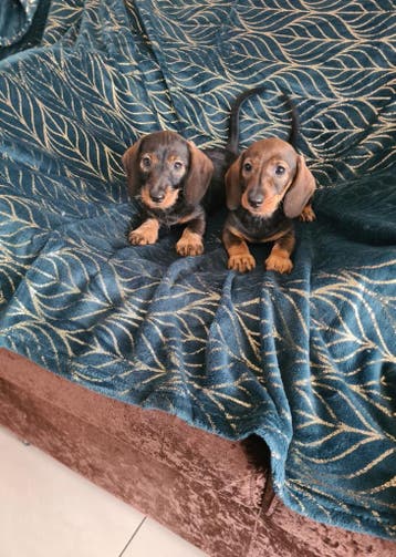 nestje dwergteckel pups!, Dieren en Toebehoren, Parvo, 8 tot 15 weken, Meerdere, Nederland