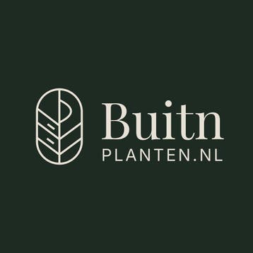 Portugese laurier | Wintergroene haagplanten, Ophalen of Verzenden, Laurier, Haag, 100 tot 250 cm