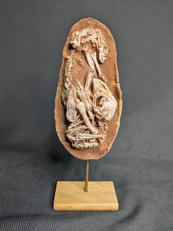 Dinosaurusembryo in ei (Baby Yingliang-exemplaar) -, Verzamelen, Mineralen en Fossielen