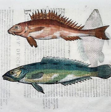 Aldrovandi; Fish - folio with 3 hand coloured woodcuts -