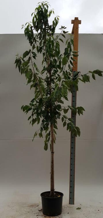 Prunus avium Plena hoogstam 12/14