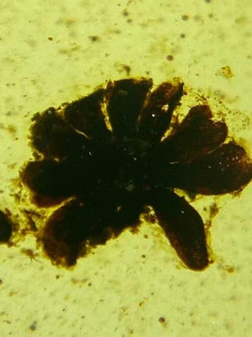 Amber - Barnsteen - Flower in amber - 15 mm - 9 mm, Verzamelen