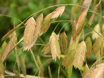 plataargras , Chasmanthium latifolium  P9, Ophalen of Verzenden, Zomer, Vaste plant, Volle zon