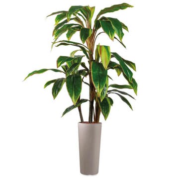Cordyline kunstplant, H145cm, Ophalen of Verzenden, Overige soorten, 100 tot 150 cm