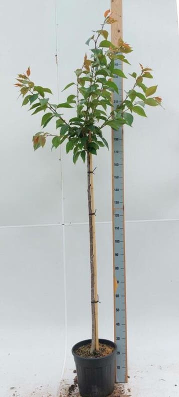Prunus serrulata Kanzan hoogstam 14/16 225cm stam