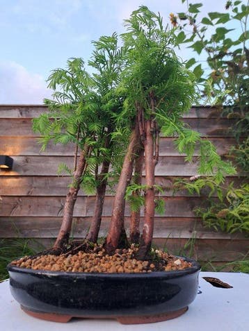 metasequoia bos in bonsaischaal - Hoogte (boom): 28 cm -