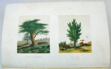 John Hutton Balfour - The plants of the Bible : trees and