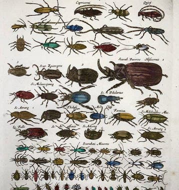 Matthäus Merian (1593-1650) - hand coloured engraving: