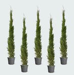 Green Bubble - 5x Cupressus piramide - 210cm - Ø30 cm, Ophalen of Verzenden