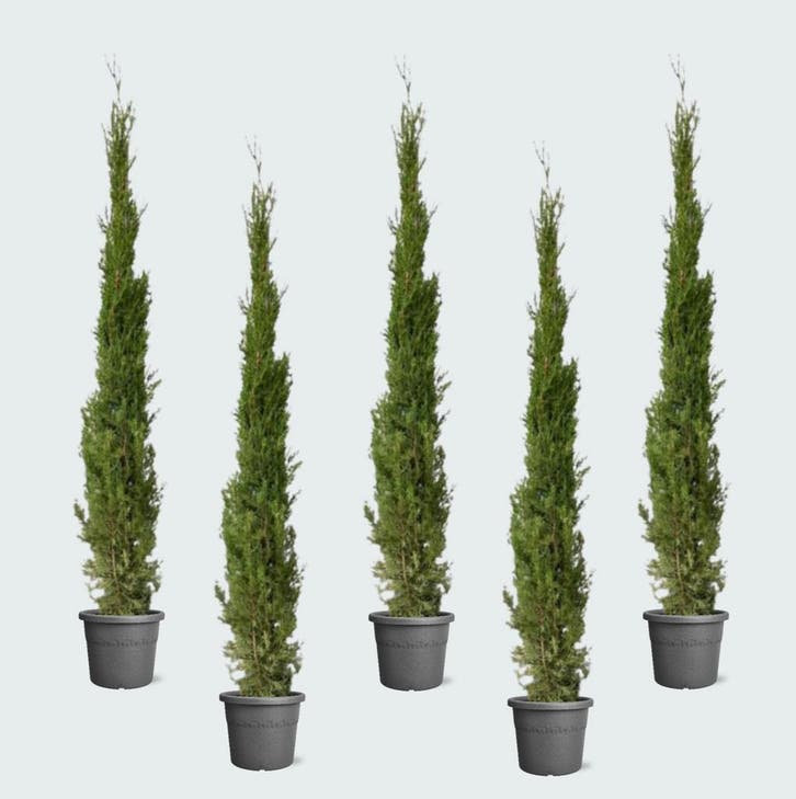 Green Bubble - 5x Cupressus piramide - 210cm - Ø30 cm, Tuin en Terras, Planten | Tuinplanten, Ophalen of Verzenden