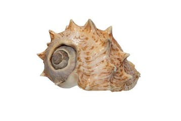 Melongena corona 130mm GEM | Reuzenkronenslak Schelp, Antiek en Kunst