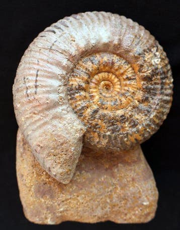 Ammoniet - Gefossiliseerde schelp - Hammatoceras insigne -, Verzamelen