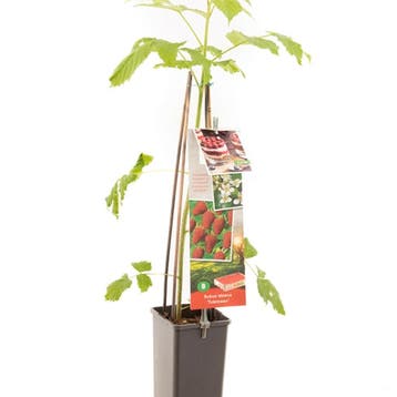 Framboos Tulameen container (P11) Wit, Tuin en Terras, Verzenden